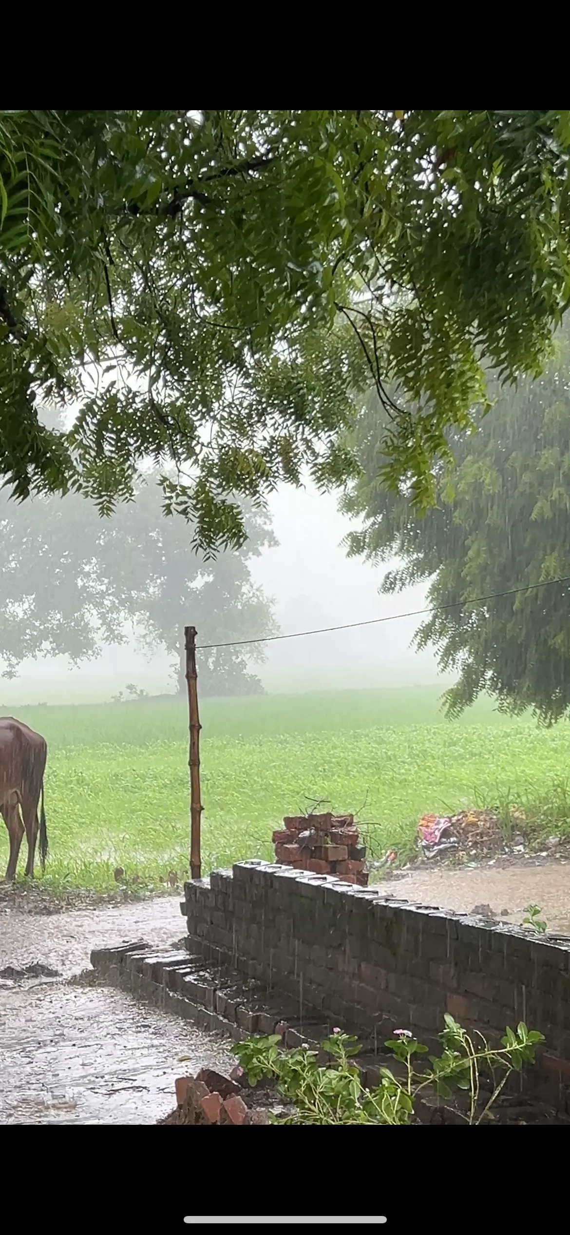 फतेहपुर में झमाझम बारिश से खरीफ फसलों को संजीवनी, खेतों में पानी भरने से किसानों में उत्साह