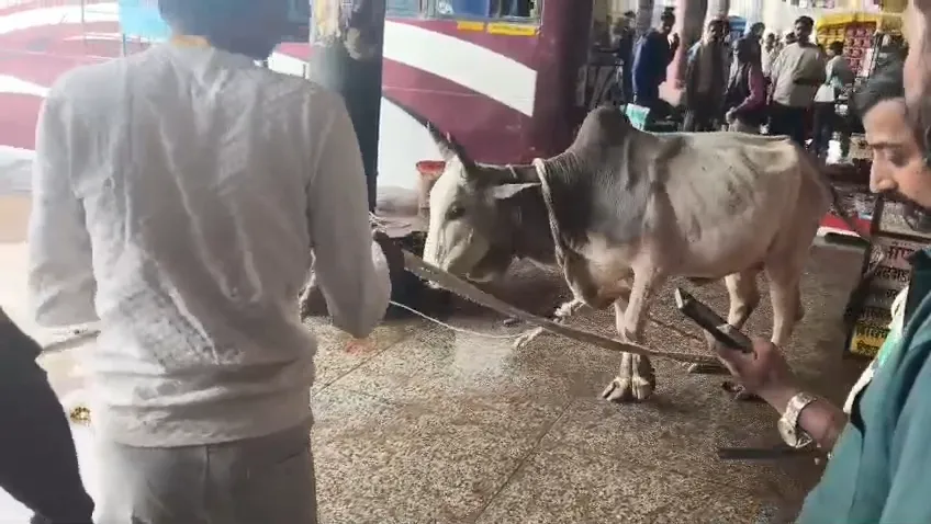 बेजुबान की पीड़ा देख पसीजा दिल, युवा शक्ति ने कराया नंदी का इलाज