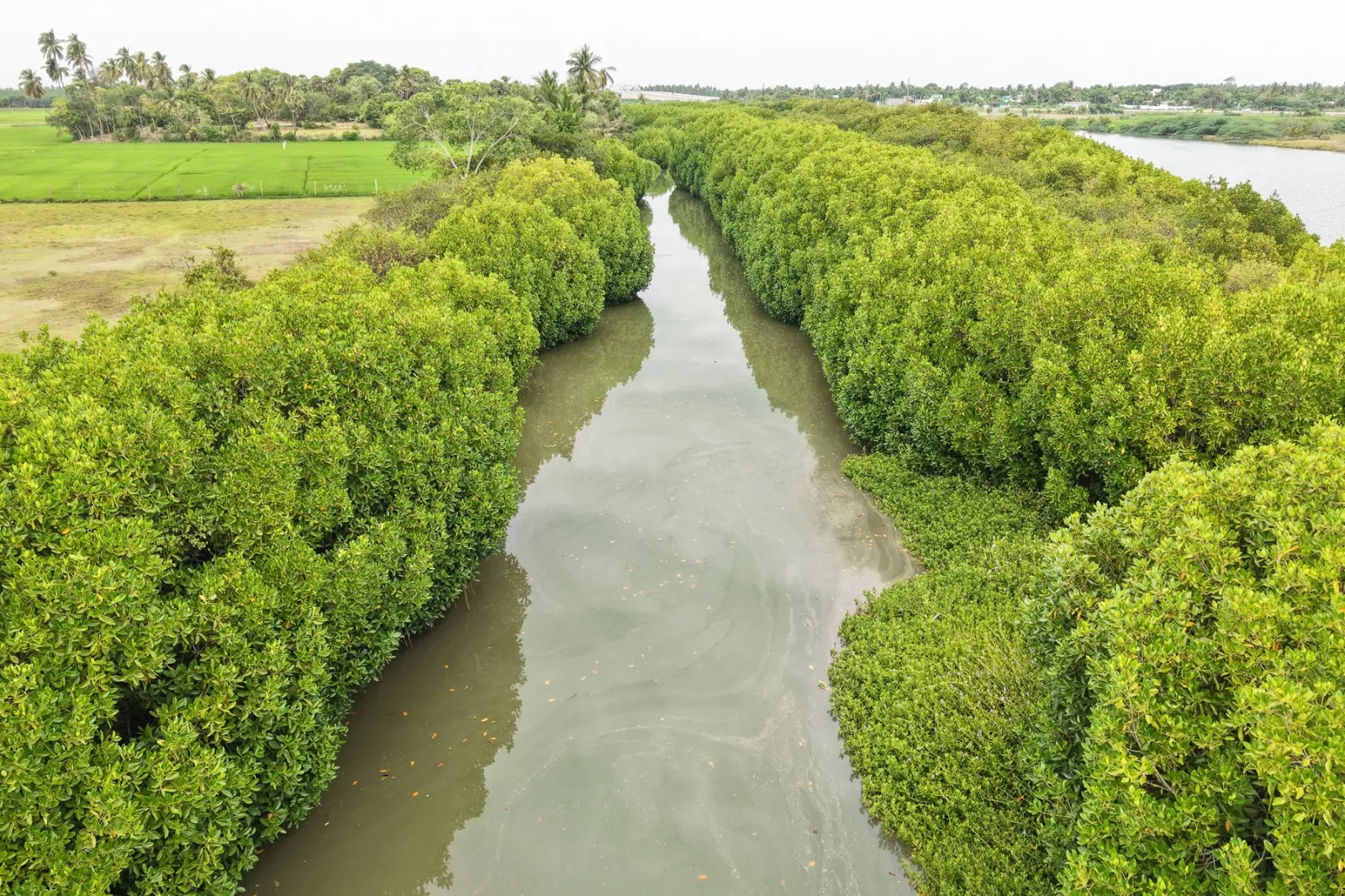 CUDDALORE UPPANAR RIVER Mangroves – One of the World's Ecological Wonders