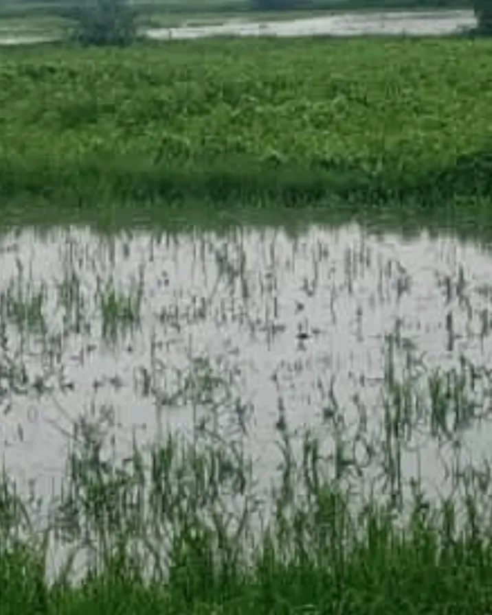 लगातार हो रही बरसात से खेतों में जल भराव,खरीफ फसल में तिल की फसल का नुकसान