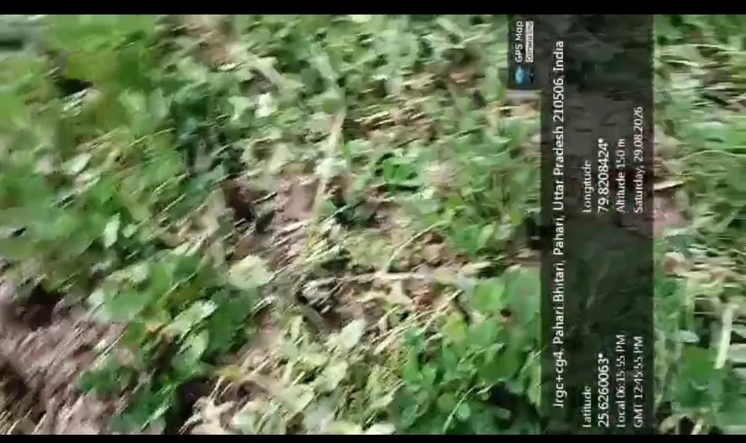 गोशाला से निकले गोवंशों ने किसानों की फसलों को किया चौपट,एक दर्जन किसानों का  हुआ लाखों का नुकसान