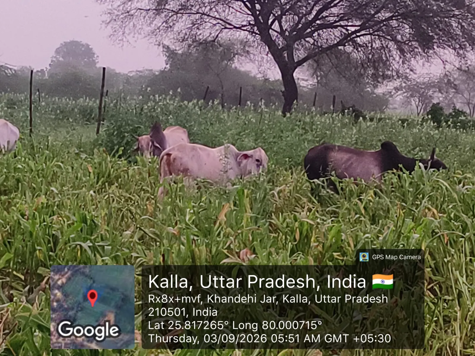 गौवंश संरक्षण के लिए  बनाई गौशालाएं ही बनी मवेशियों का काल
खड़ेहीज़ार गांव की गौशाला में तीन गौवंश ने दम तोड़ा