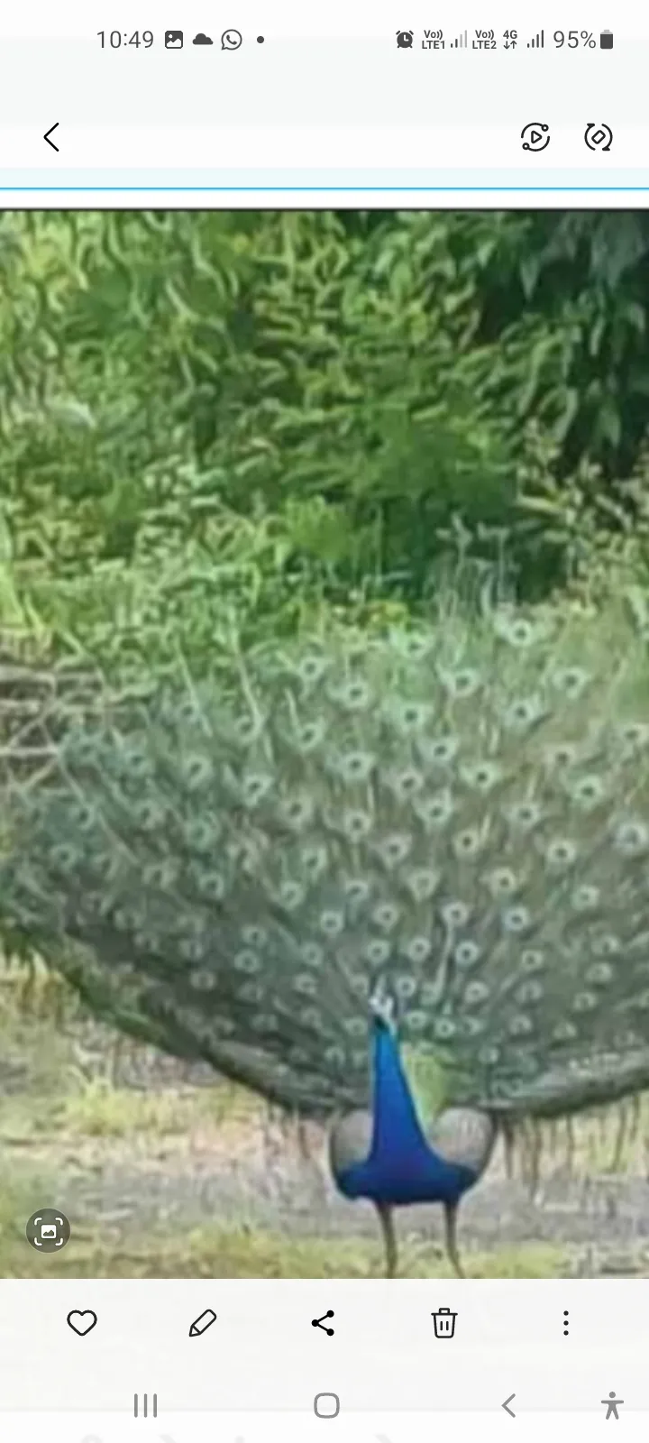 મોર નું નૃત્ય કરતો ફોટો ચીખલી gam