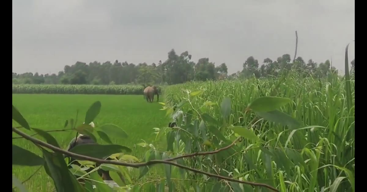 जंगली हाथी के आतंक से सहमे किसान, कई बीघा फसल रौंदी
