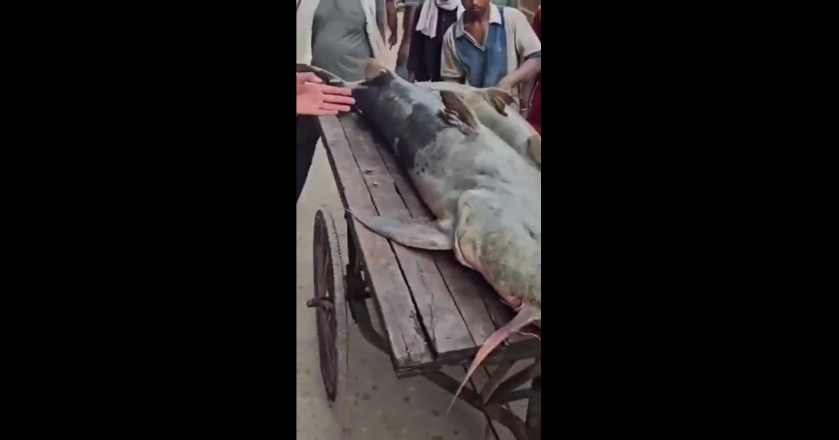 नेपाल से बाढ़ के पानी के साथ बिहार पहुंच रहीं विशाल और अजीबोगरीब मछलियां।