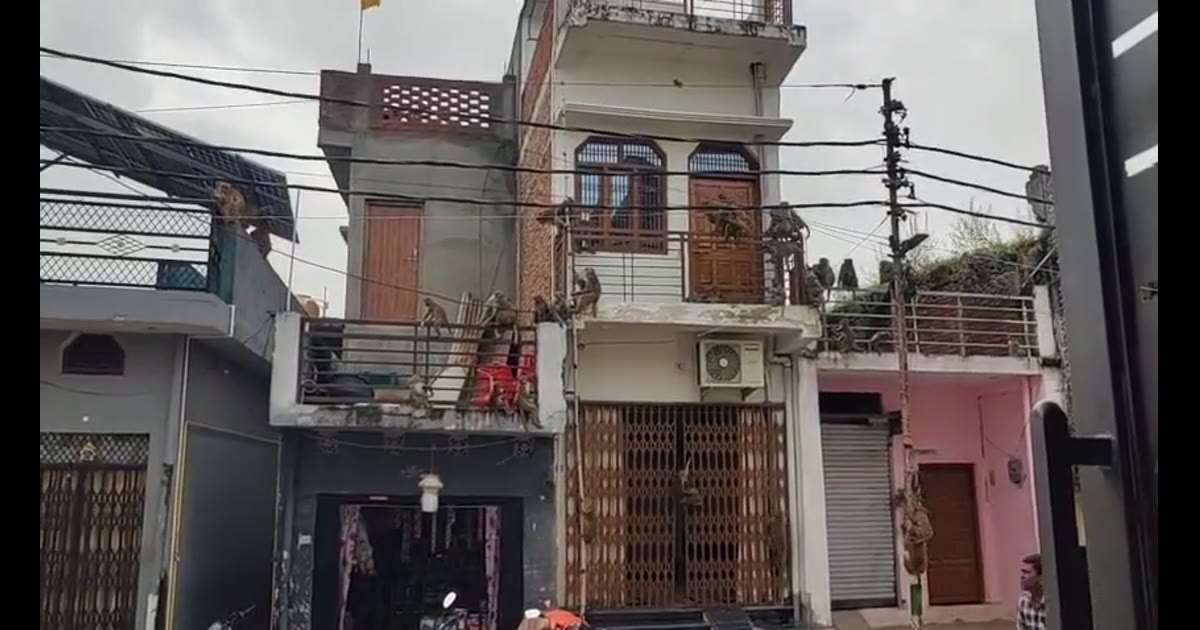 नगर पंचायत डुमरियागंज में बंदरों का आतंक, लोग परेशान

घर की छतों से लेकर सड़कों तक बंदरों का जमावड़ा