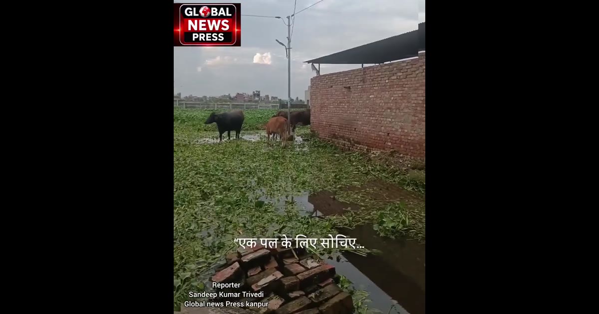 “आवासीय प्लॉट या पशुओं का चट्टा?
बालाजी पुरम के नागरिक पूछ रहे हैं—आखिर नियम किसके लिए हैं?”