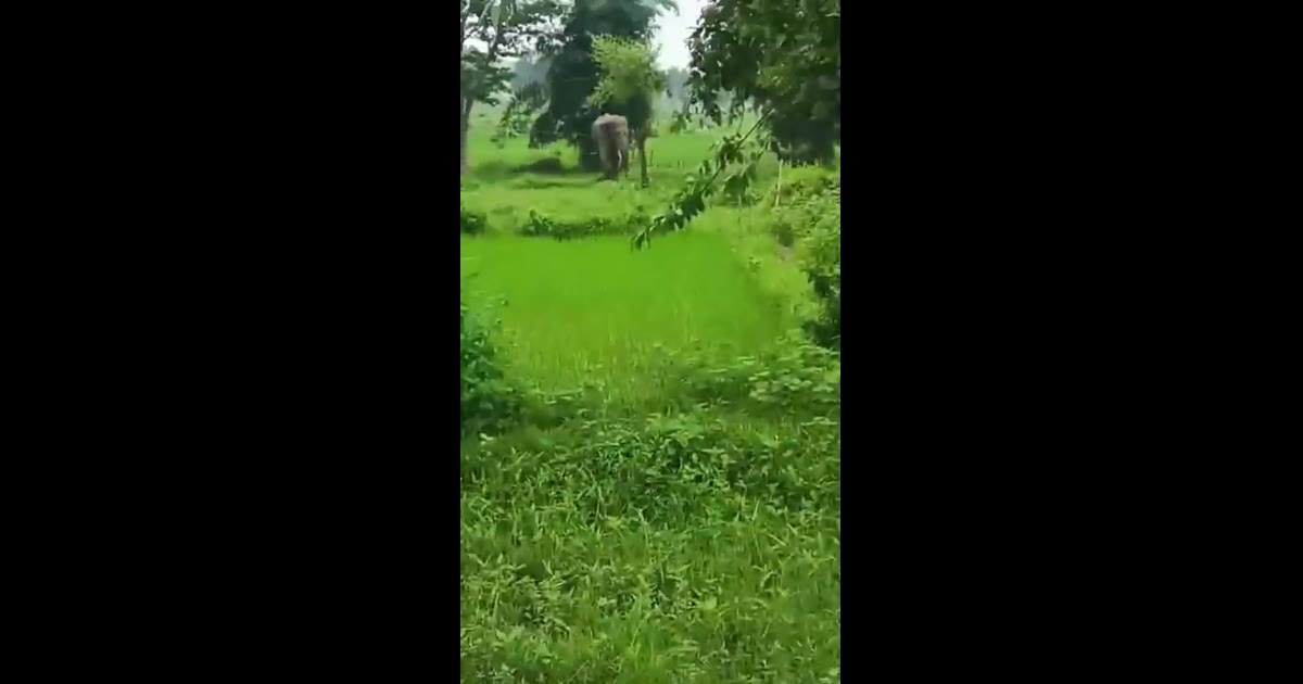 जमुनी, पपौध ब्यौहारी जिला शहडोल में खेत में देखा गया हाथी