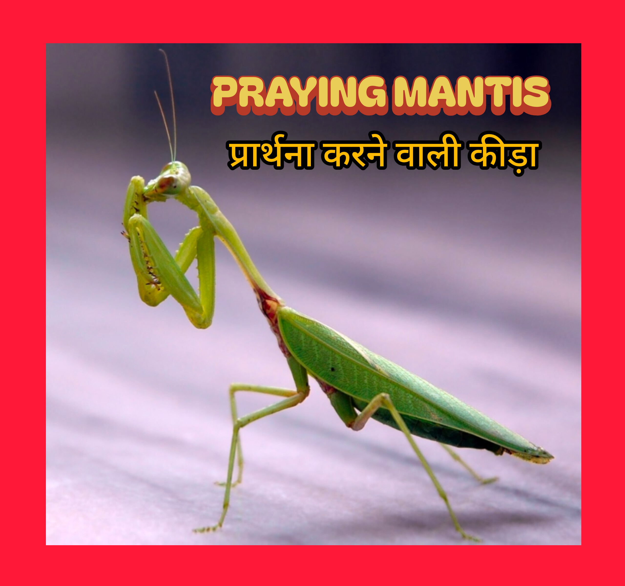 प्रेयिंग मेंटिस (Praying Mantis) के बारे में खास बातें प्रेयिंग मेंटिस एक बहुत ही अनोखा और दिलचस्प कीट (Insect) है। 1. यह नाम क्यों पड़ा? इसके सामने के दोनों पैर हमेशा इस तरह मुड़े रहते हैं जैसे यह हाथ जोड़कर प्रार्थना (Prayer) कर रहा हो। इसी मुद्रा के कारण इसे 'Praying Mantis' कहा जाता है। 2. मुख्य विशेषताएँ * 180° गर्दन घुमाने की क्षमता: यह दुनिया का अकेला ऐसा कीड़ा है जो अपनी गर्दन को 180 डिग्री तक घुमाकर अपने पीछे देख सकता है। * छलावरण (Camouflage): इसका हरा या भूरा रंग इसे पेड़-पौधों और पत्तियों के बीच पूरी तरह छिपा देता है, जिससे शिकार और दुश्मन इसे आसानी से नहीं देख पाते। * कुशल शिकारी: यह पूरी तरह मांसाहारी (Carnivorous) होता है। इसके सामने के पैरों में छोटे-छोटे कांटेदार ग्रिप्स होते हैं, जिनसे यह मक्खियों, मच्छरों, और टिड्डों को पलक झपकते ही जकड़ लेता है। 3. इंसानों और किसानों के लिए महत्व > क्या यह इंसानों के लिए खतरनाक है? > बिल्कुल नहीं! प्रेयिंग मेंटिस विषैला (Non-poisonous) नहीं होता और इंसानों को कोई नुकसान नहीं पहुँचाता। > * पर्यावरण और किसानों का दोस्त: यह फसलों